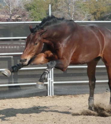 Flexion Test