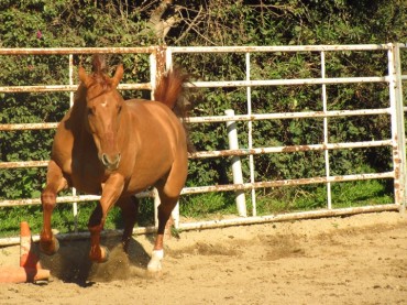 Healthy as a Horse? Healthy as a Horse?