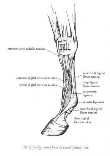 Tendon and Ligament Injuries Tendon and Ligament Injuries