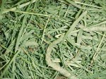 Timothy Hay Timothy Hay