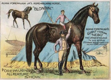On the Value of Horses On the Value of Horses