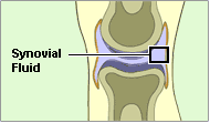 Function of synovial membrane in joints