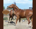 Horse.Communication Horse.Communication
