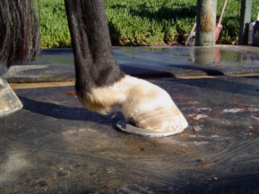 Degenerative Suspensory Ligament Disease (DSLD, ESPA)