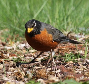 West Nile virus outbreaks linked to ‘super-spreader’ birds – 10/27/11