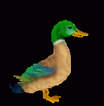 Animated_Duck Animated_Duck