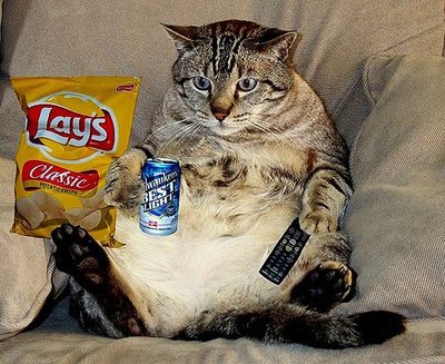 couch-potato-cat.jpg