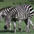 zebra zebra