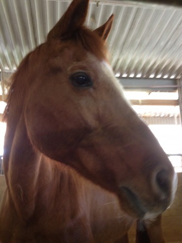 Help! My Mare’s in Heat (I think)! – Part 1 Help! My Mare’s in Heat (I think)! – Part 1