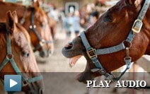 horse-neigh-212 horse-neigh-212