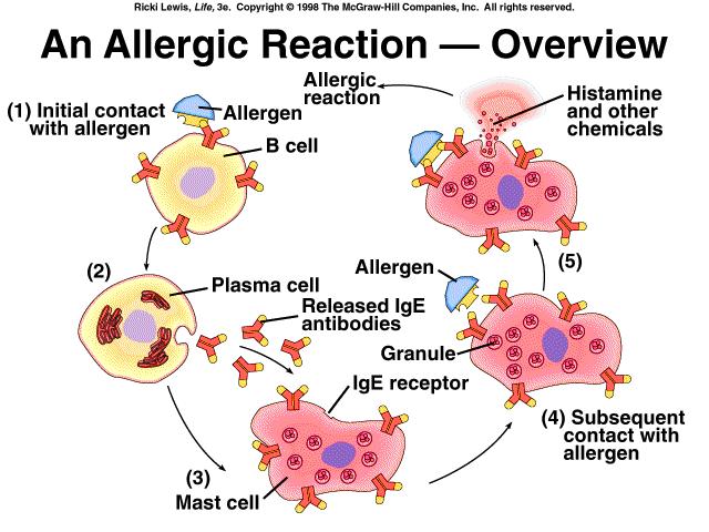 allergic