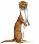 Reading Supplement Ads (or, Look Out for Weasel Words)