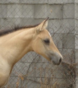 Horse.Daisy headshot