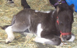 baby-Helene-Coverston Baby Horse