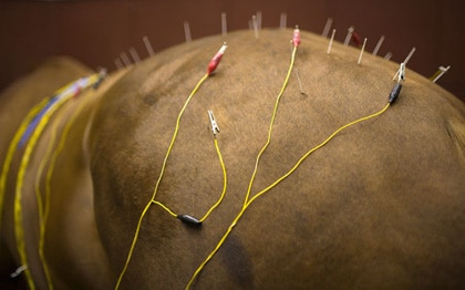 horse-acupuncture.jpg