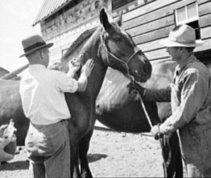 Horse-Vaccination