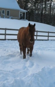 Horse.Snow