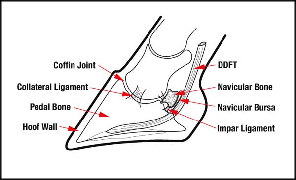 navicular_diagram_1