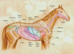Equine-digestive-system