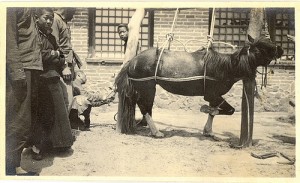 Farrier.Chinese
