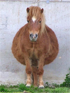 Fat-Horse.jpg