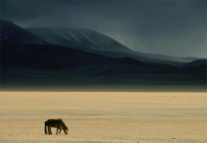mongolian-steppe