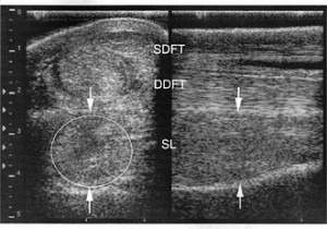 Tendon ultrasound, in which the suspensory ligament appears to be messed up