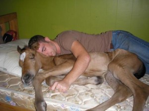 Horse.foal.nappingwith