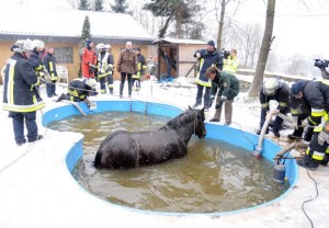 horse-in-a-pool_1777220i