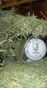 weighing-hay2