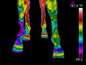 Thermograph