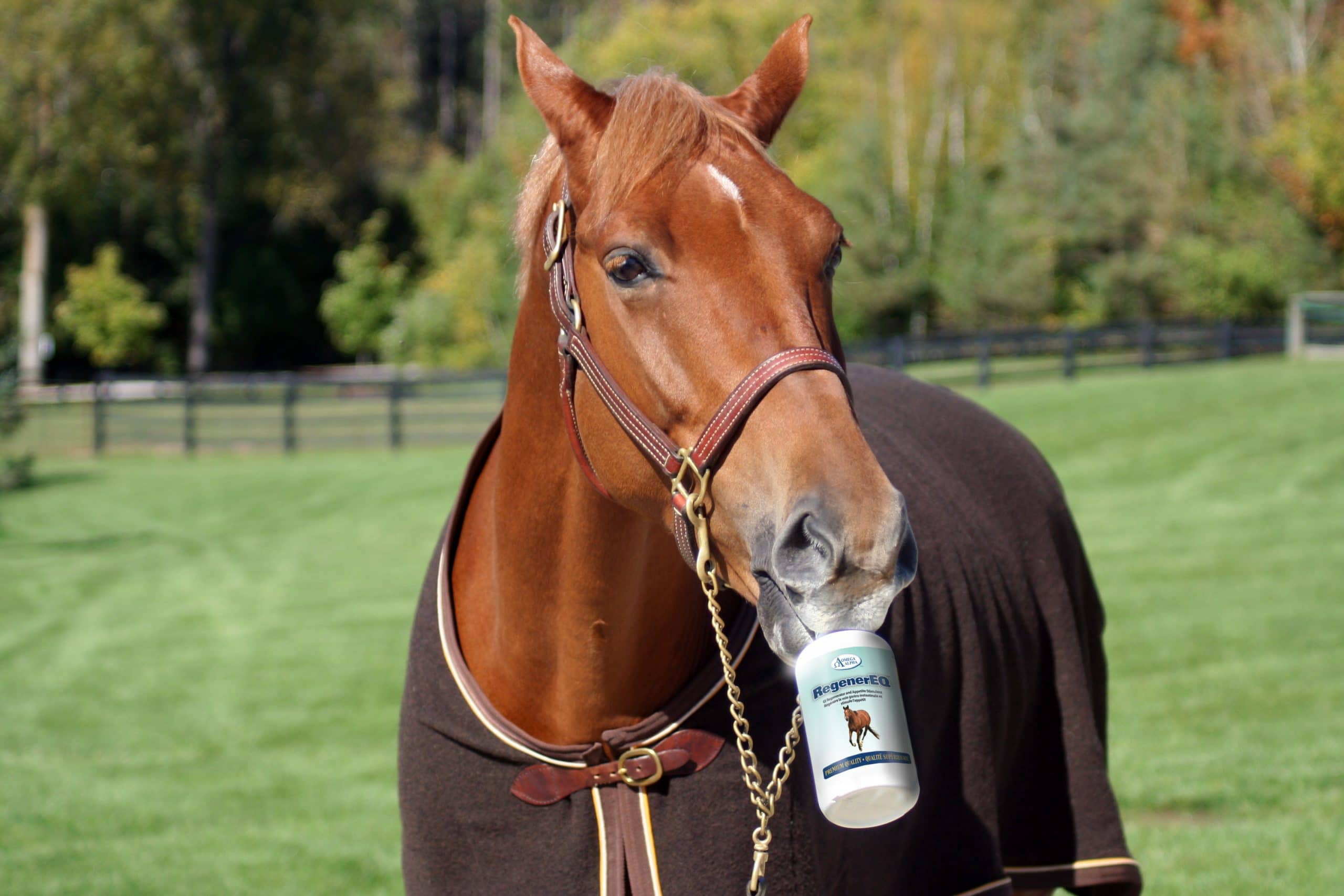 Dosing Your Horse's Medicines David Ramey, DVM