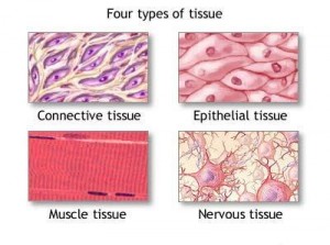 tissue-types-picture