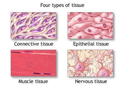 tissue-types-picture