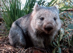 wombat