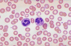white_blood_cells