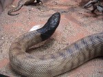 black headed python