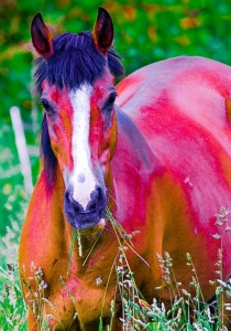 painted_horse