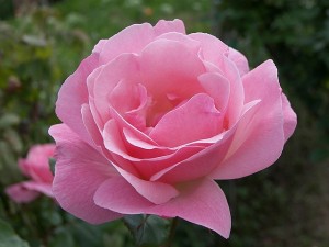 rose_bloom_blooming_flower
