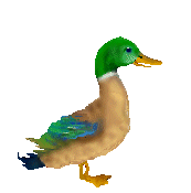 Animated_Duck