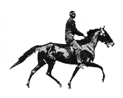 animated_black_stallion_with_rider