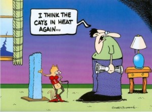cat-heat