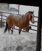 Snow.horse