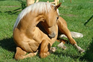 colic-in-horses
