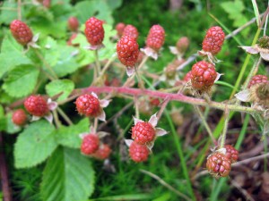 raspberry-leaves