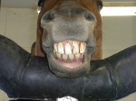 Horse-Smiling