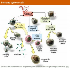immune system cells 1