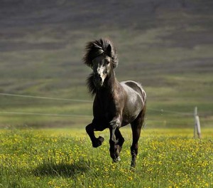 icelandic-horse-SM