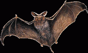 BAT4