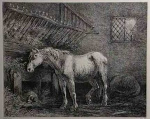 old_horse